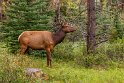 137 Canada, Jasper NP, wapiti